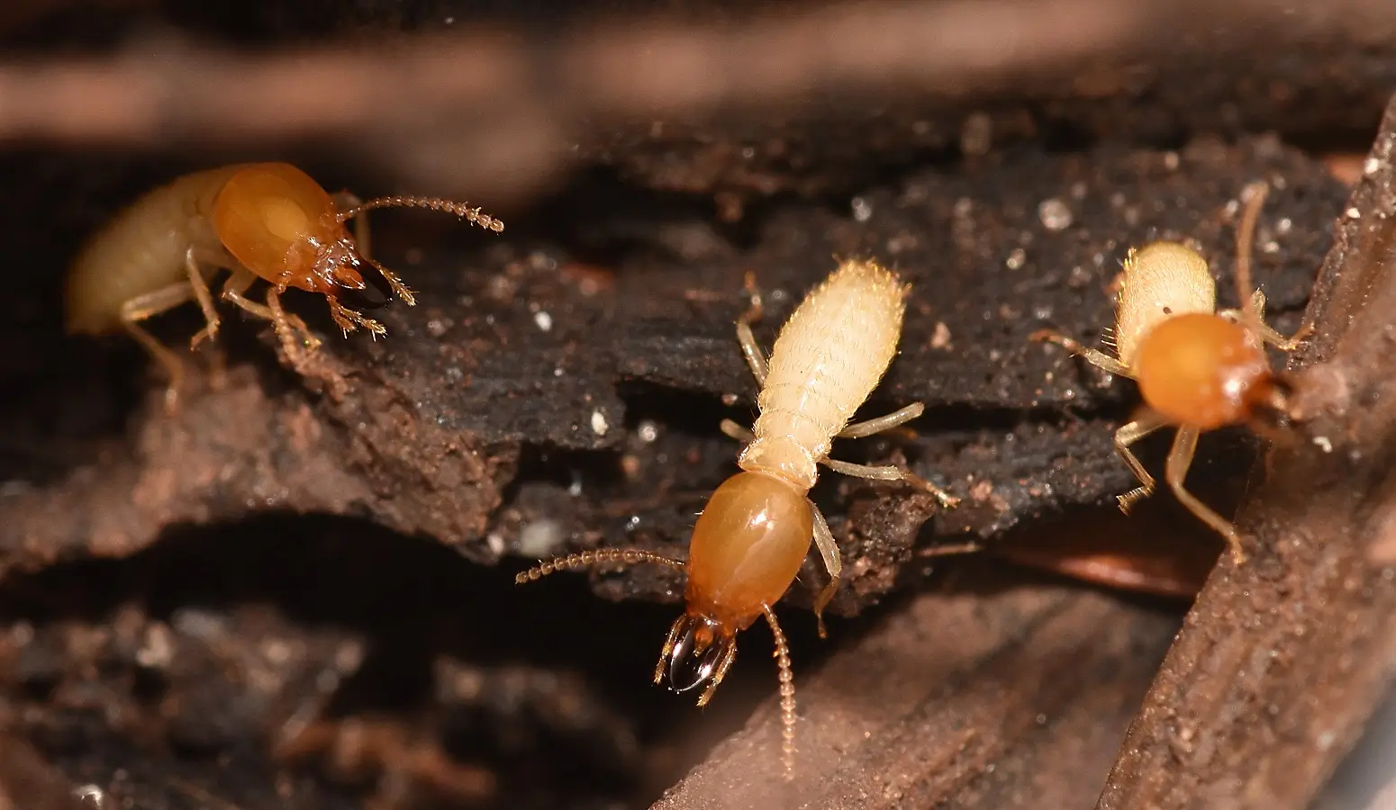 Subterranean termite - Tampa termite treatment