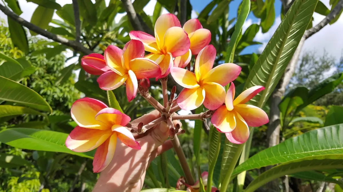 Lava Flow Plumeria blooms in pink and yellow rainbow colors