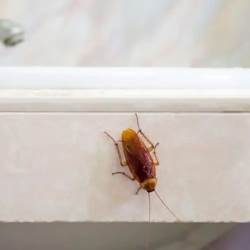 Home cockroach pest control