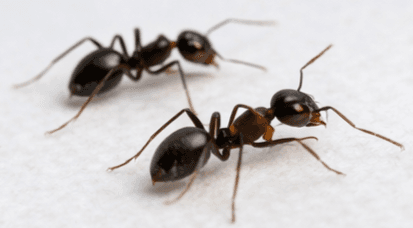 Commercial ant pest management
