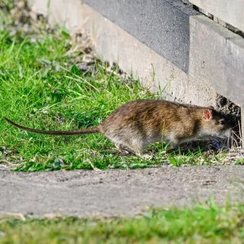 Rat near home foundation requiring exclusion
