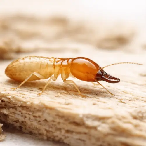 Termite damage prevention by ABC
