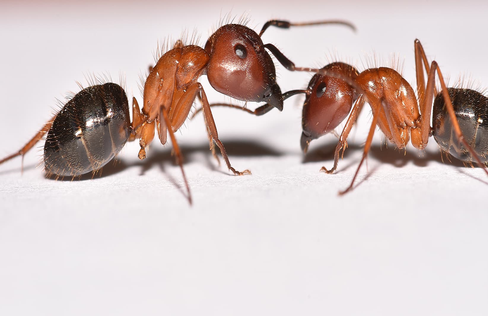 Ant treatment applied to landscape plants