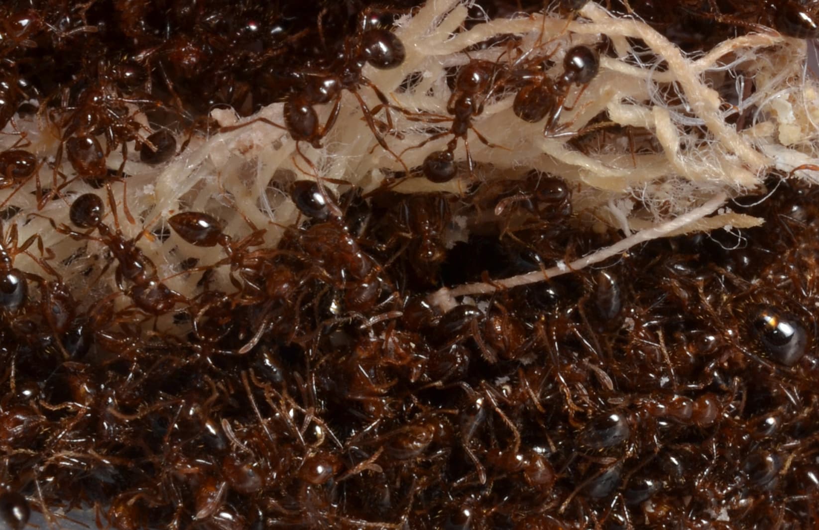 Florida ant identification and control