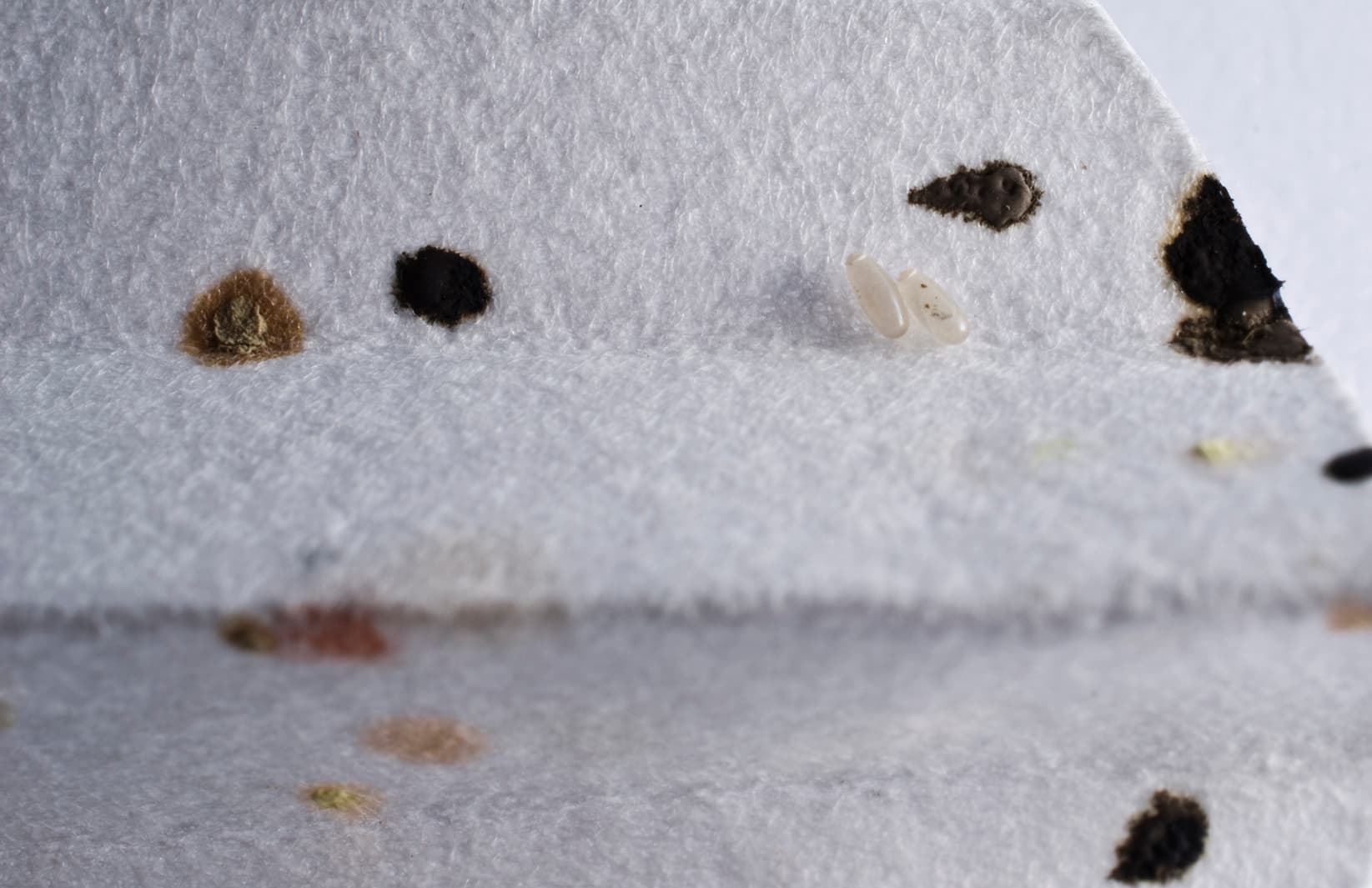 Signs of bed bug infestation
