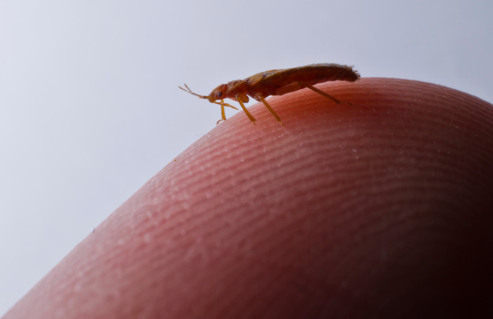 Bed bug size comparison on fingertip