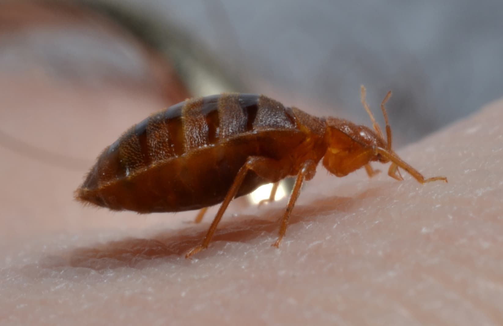 Bed bug close-up identification