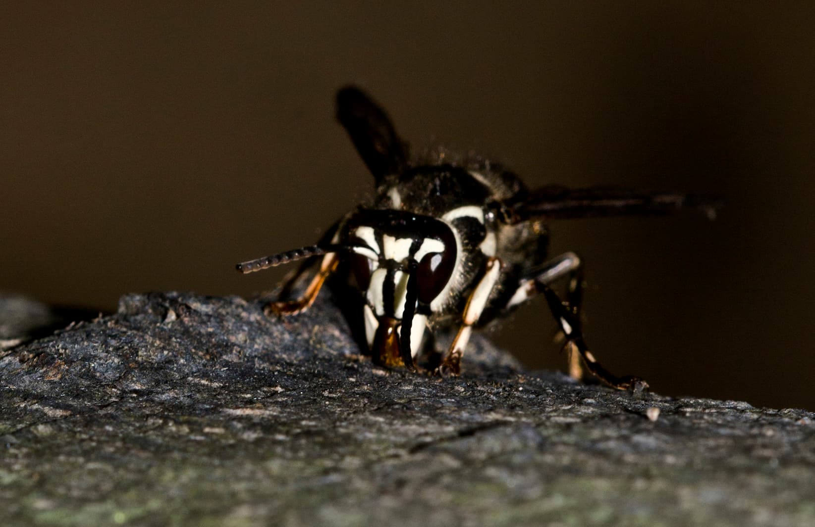 Bald-faced hornet close-up identification