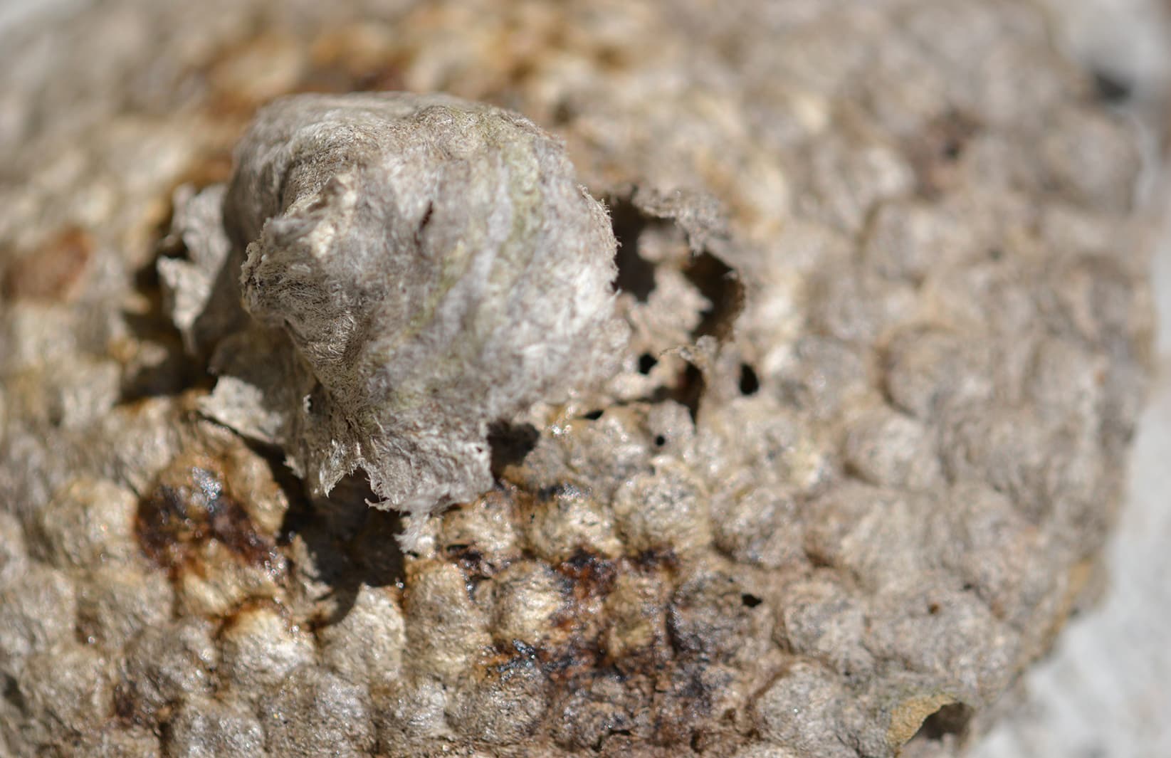 Bald-faced hornet nest removal