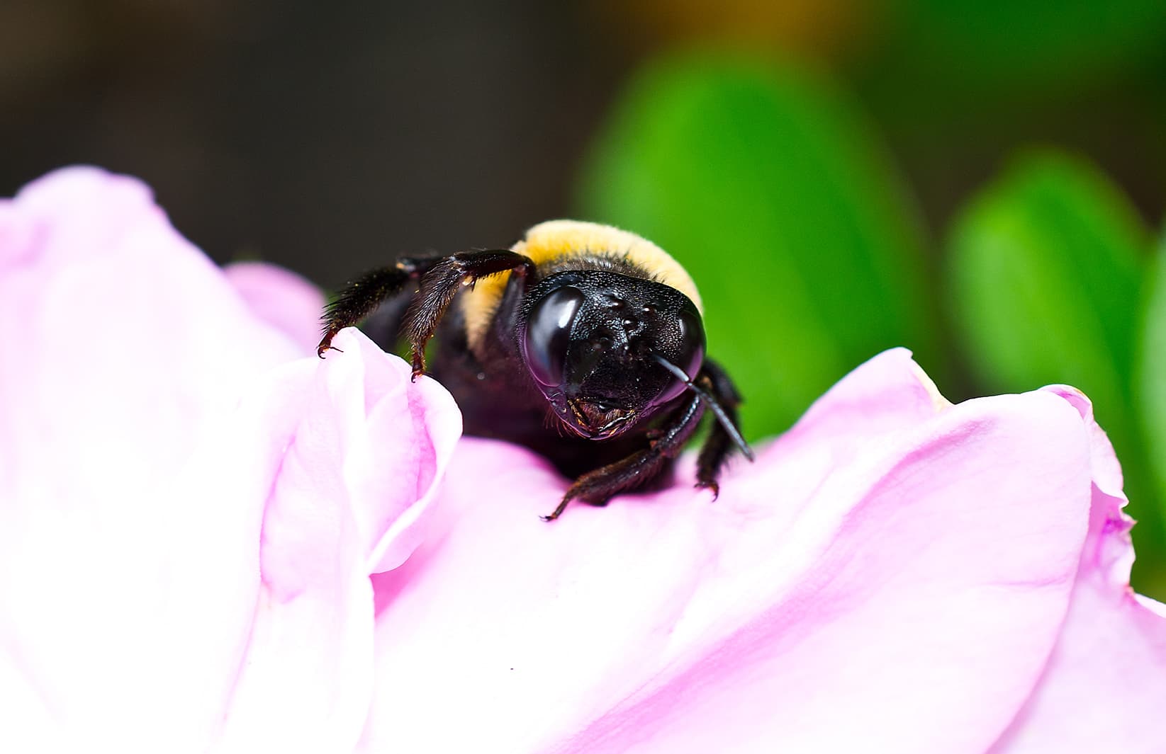 Carpenter bee identification