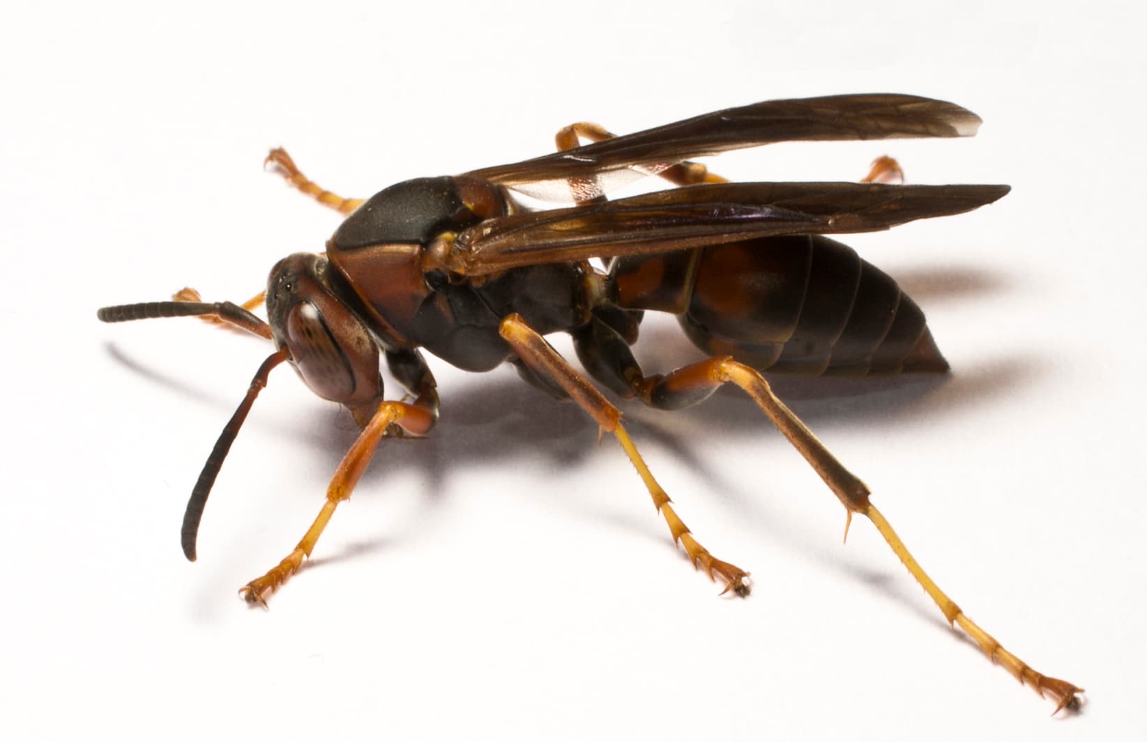 Paper wasp requiring professional removal