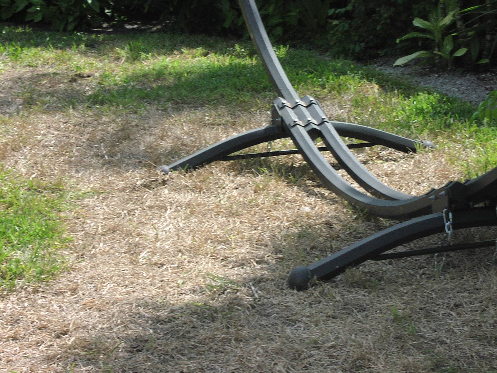 Healthy lawn after professional pest management treatment