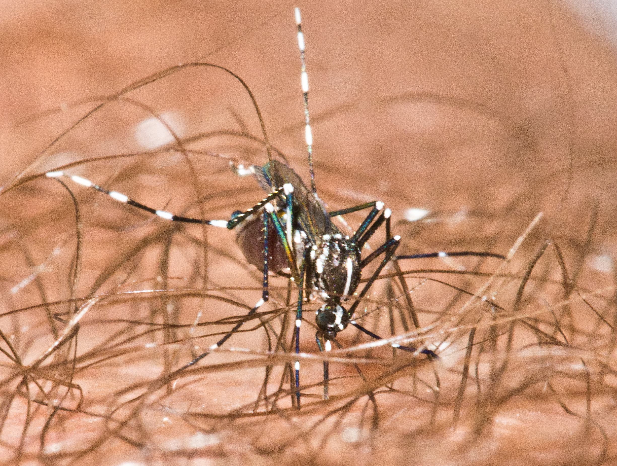 Asian tiger mosquito found in Florida