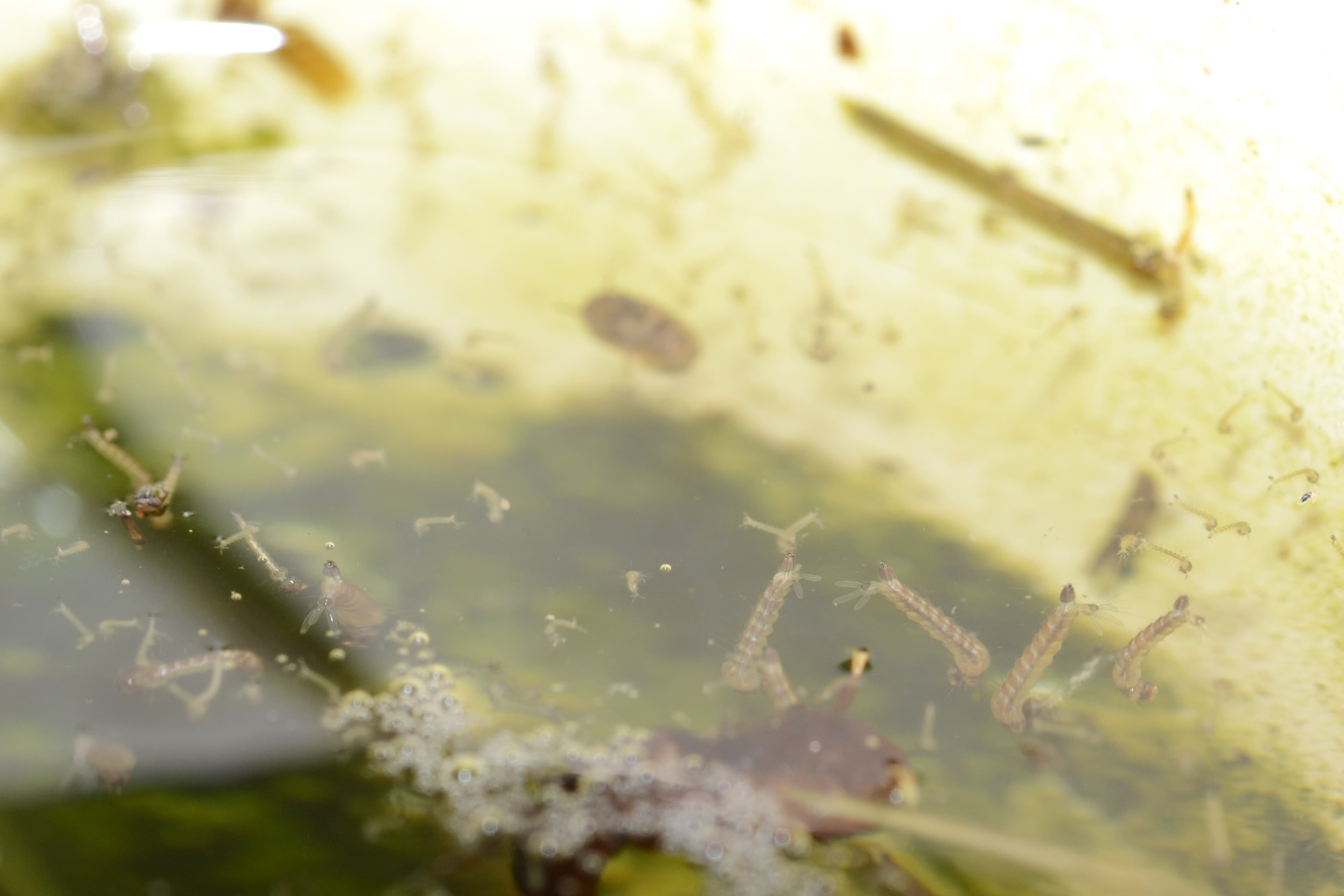 Mosquito larvae breeding in standing water