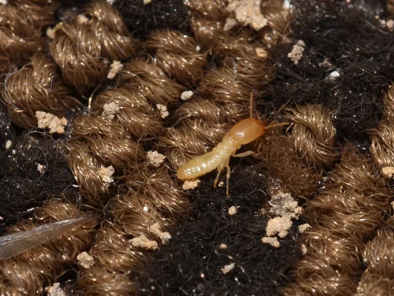 Drywood termite inspection and no-tent treatment