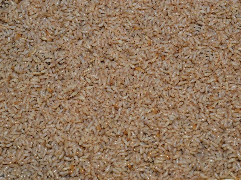 ABC Pest Control, Inc. technician performing termite inspection