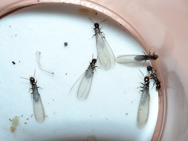 Termite damage found during inspection