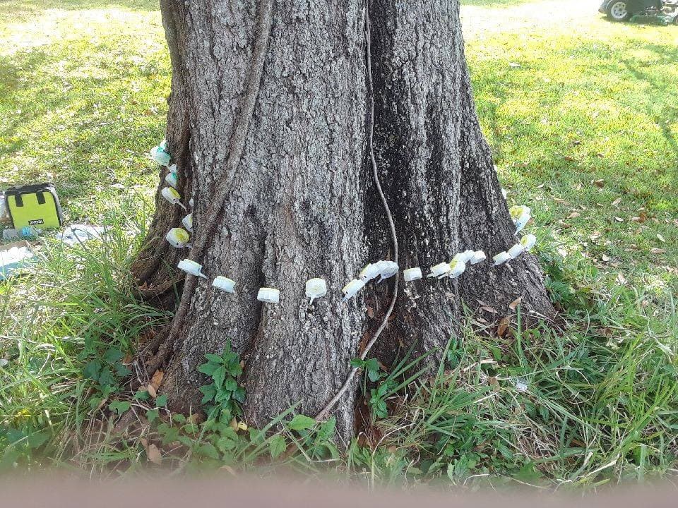 Ornamental tree treatment by ABC technician