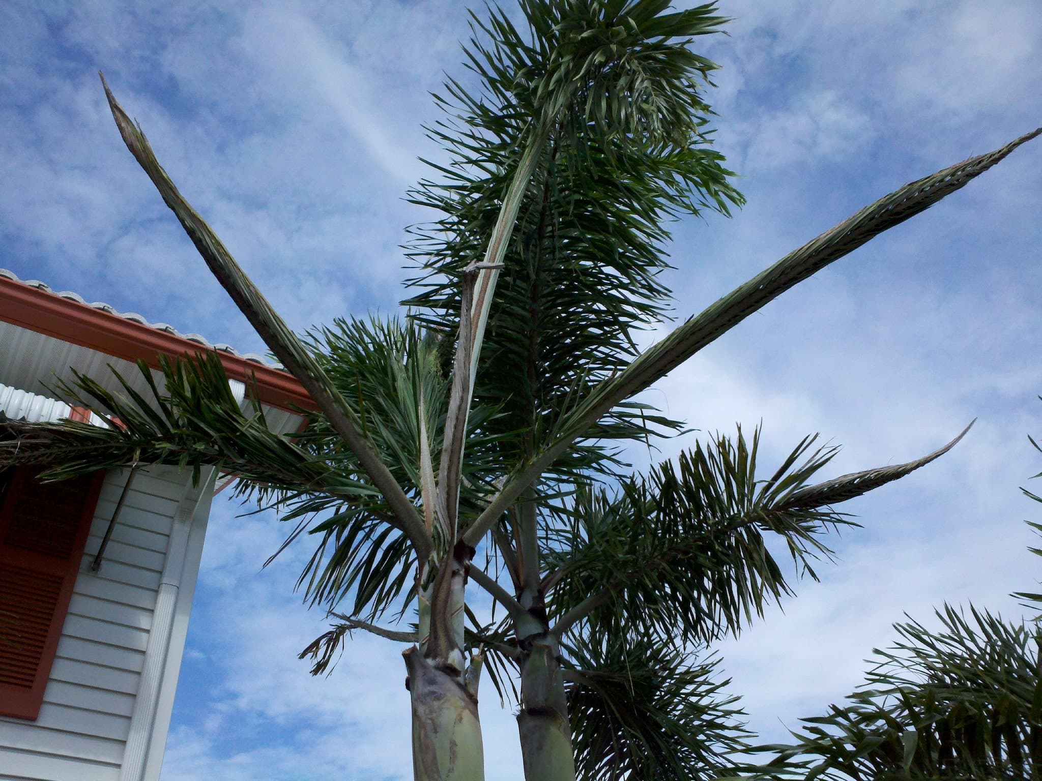 Citrus tree injection treatment