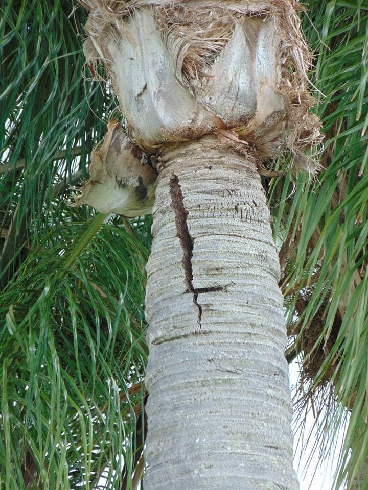 Healthy ornamental trees after treatment