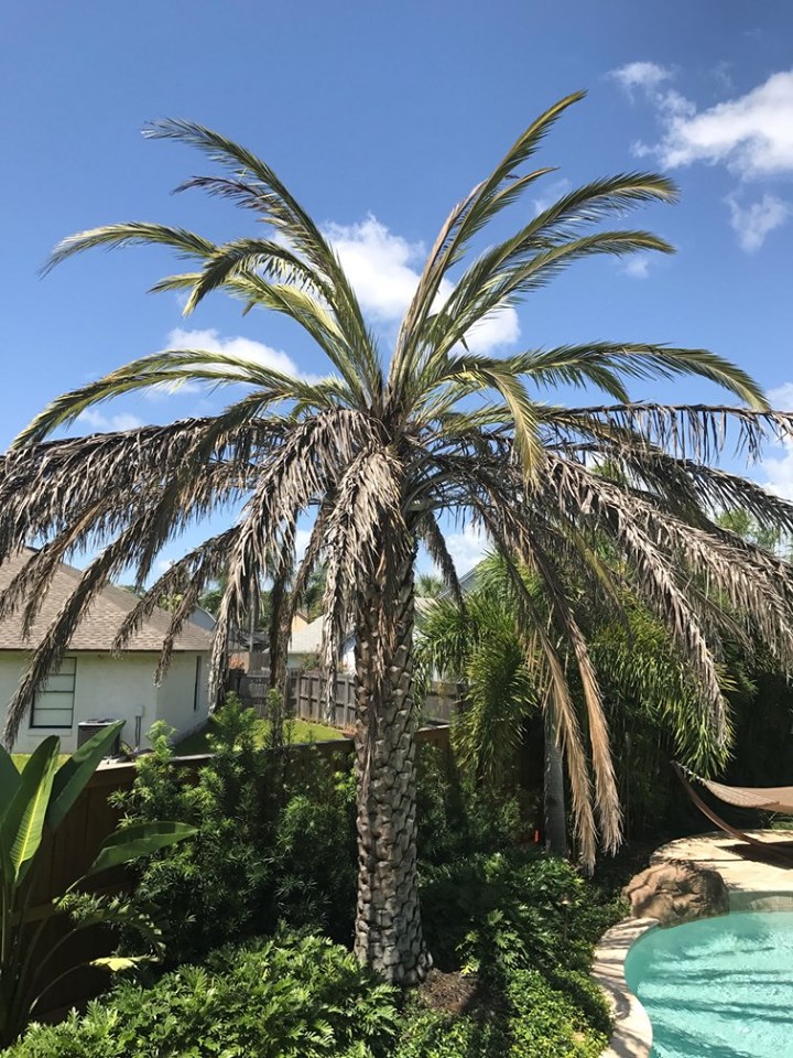 Palm Tree Lethal Bronzing