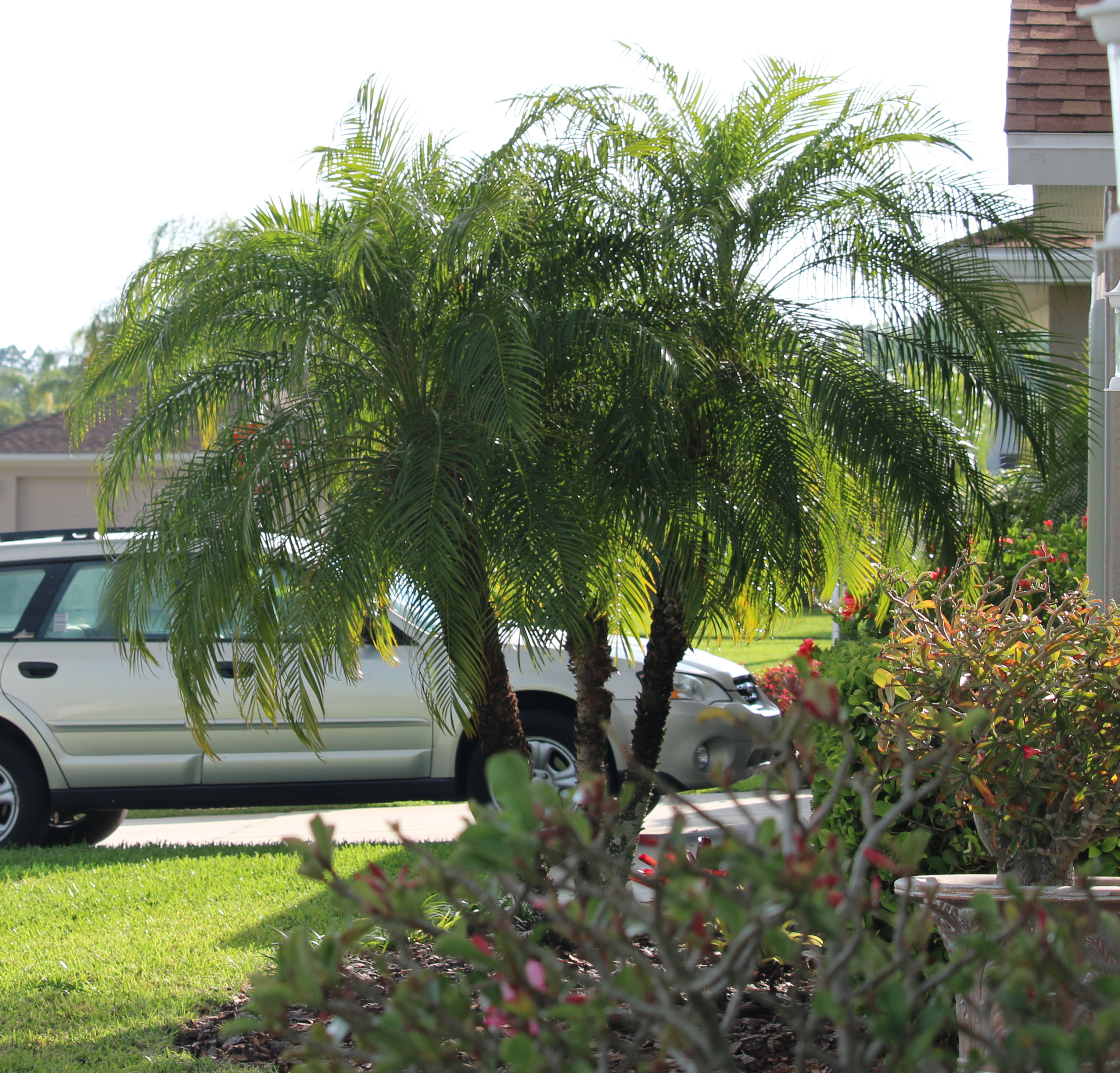 Palm Tree Deficiencies and Fertilization