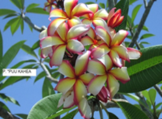 Plumeria Florida