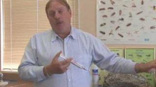 Best Way to Kill Sugar Ants