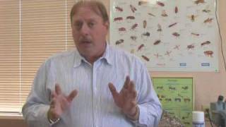 How to Exterminate Japanese Hornets