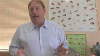 Does Salt Kill Ants?