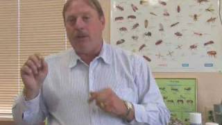 Kill Mosquitoes in Standing Water