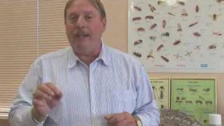 When Do Ticks Lay Eggs?