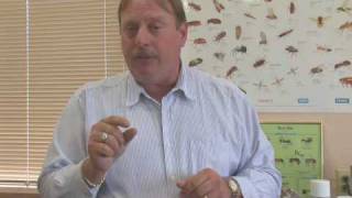 How to Identify Fleas & Ticks