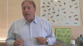 Home Remedies for Fruit Flies